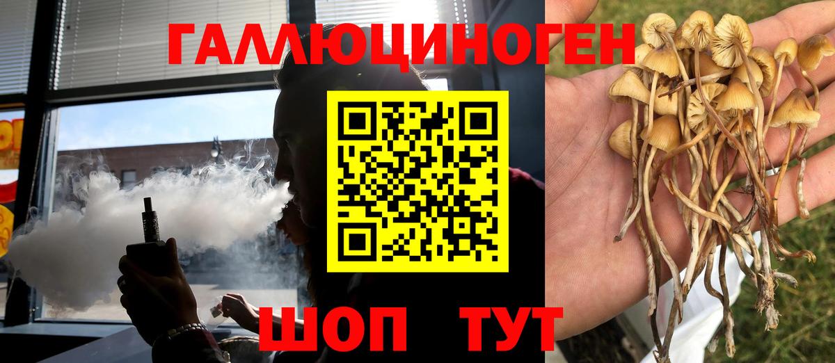 Галлюциногенные грибы Psilocybe Мценск